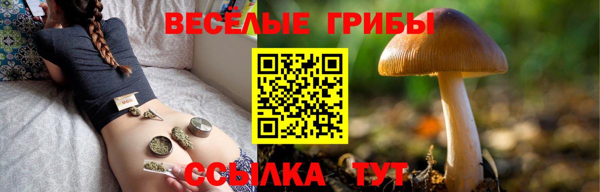 Изобильный  Псилоцибиновые грибы прущие грибы  Вход с VPN  Галлюциногенные грибы Psilocybine cubensis 